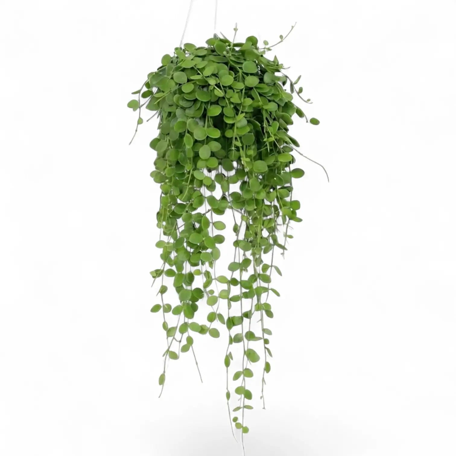 Dischidia nummularia plant in a nursery pot.