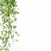 Dischidia oiantha leaf detail on white background.