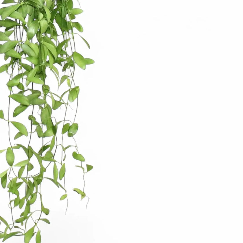 Dischidia oiantha leaf detail on white background.