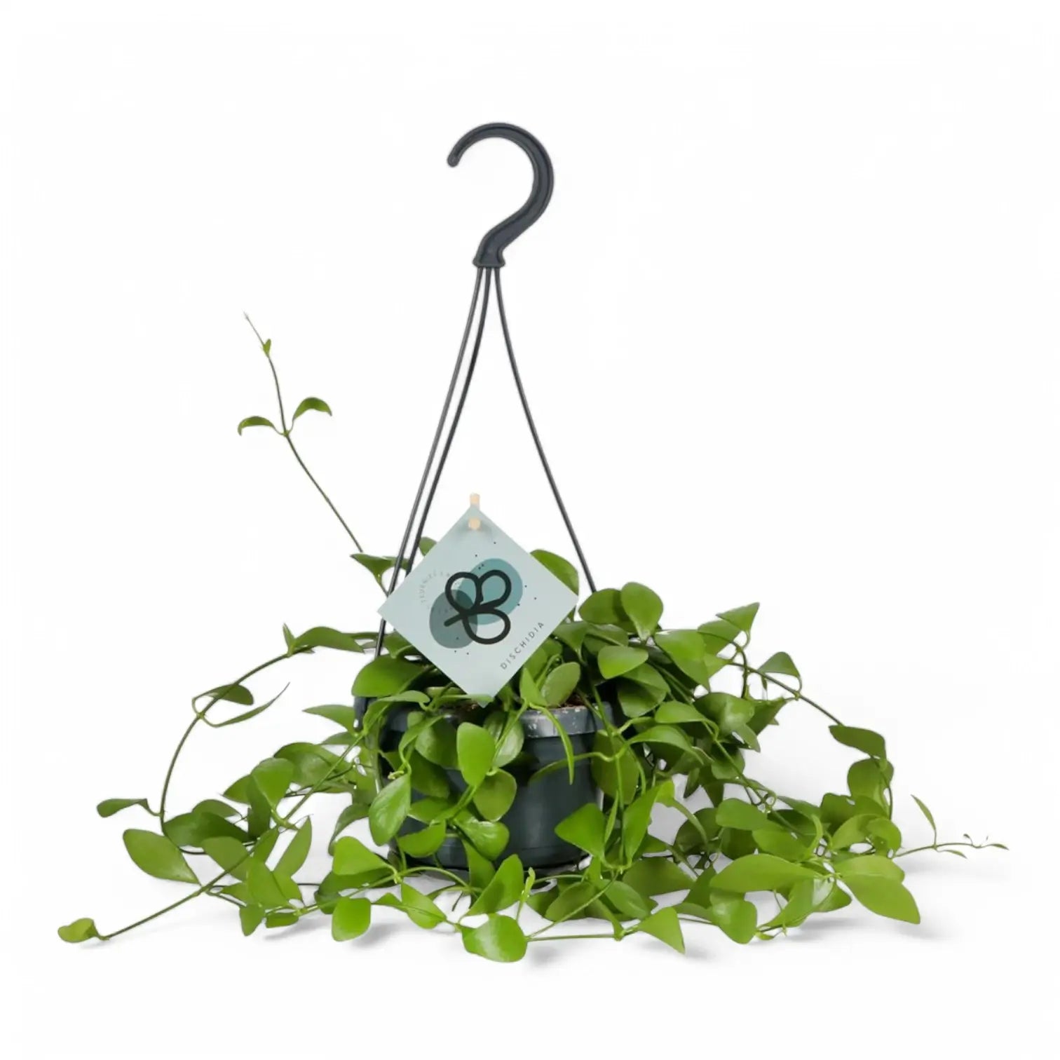 Dischidia oiantha potted plant in nursery pot on white background.