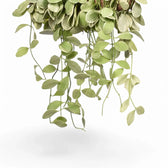 Nahaufnahme eines Blatts von Dischidia oiantha variegata vor weißem Hintergrund.