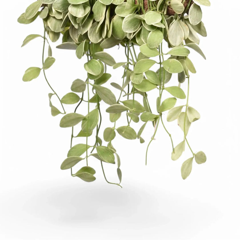 Dischidia oiantha variegata leaf detail on white background.