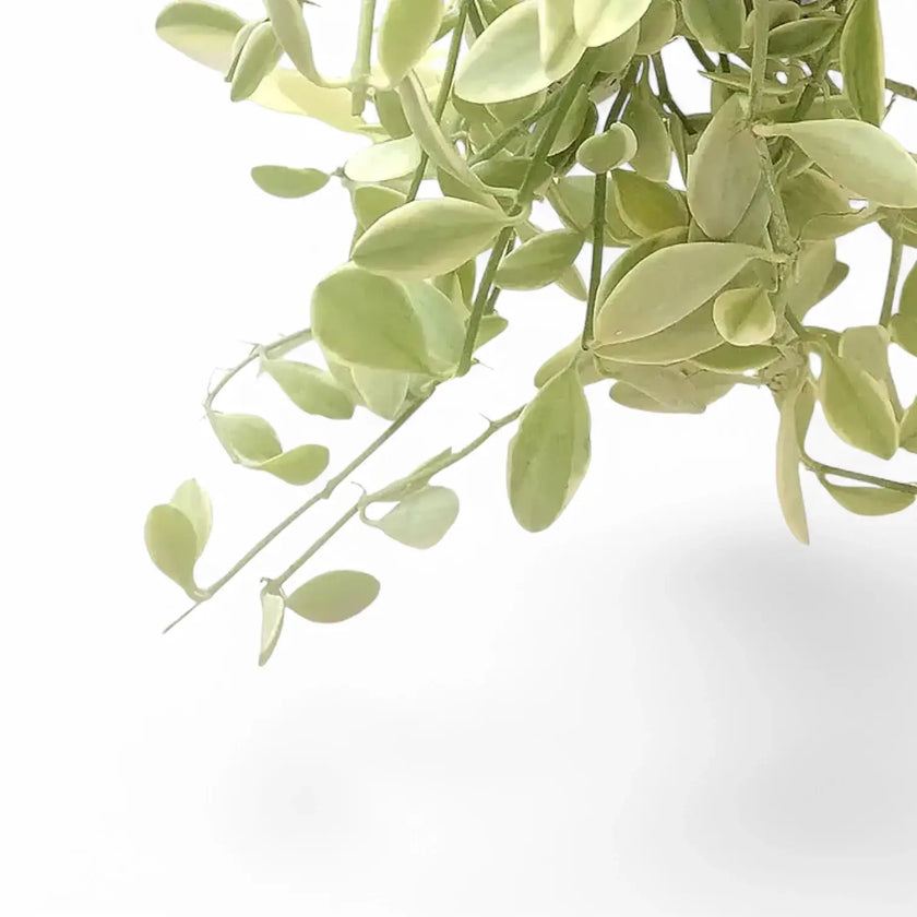 Dischidia oiantha 'White Diamond' leaf detail on white background.