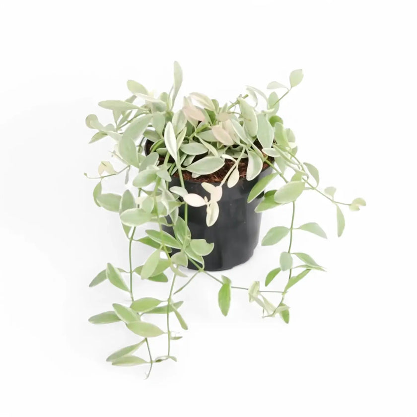 Dischidia oiantha 'White Diamond' potted plant in nursery pot on white background.