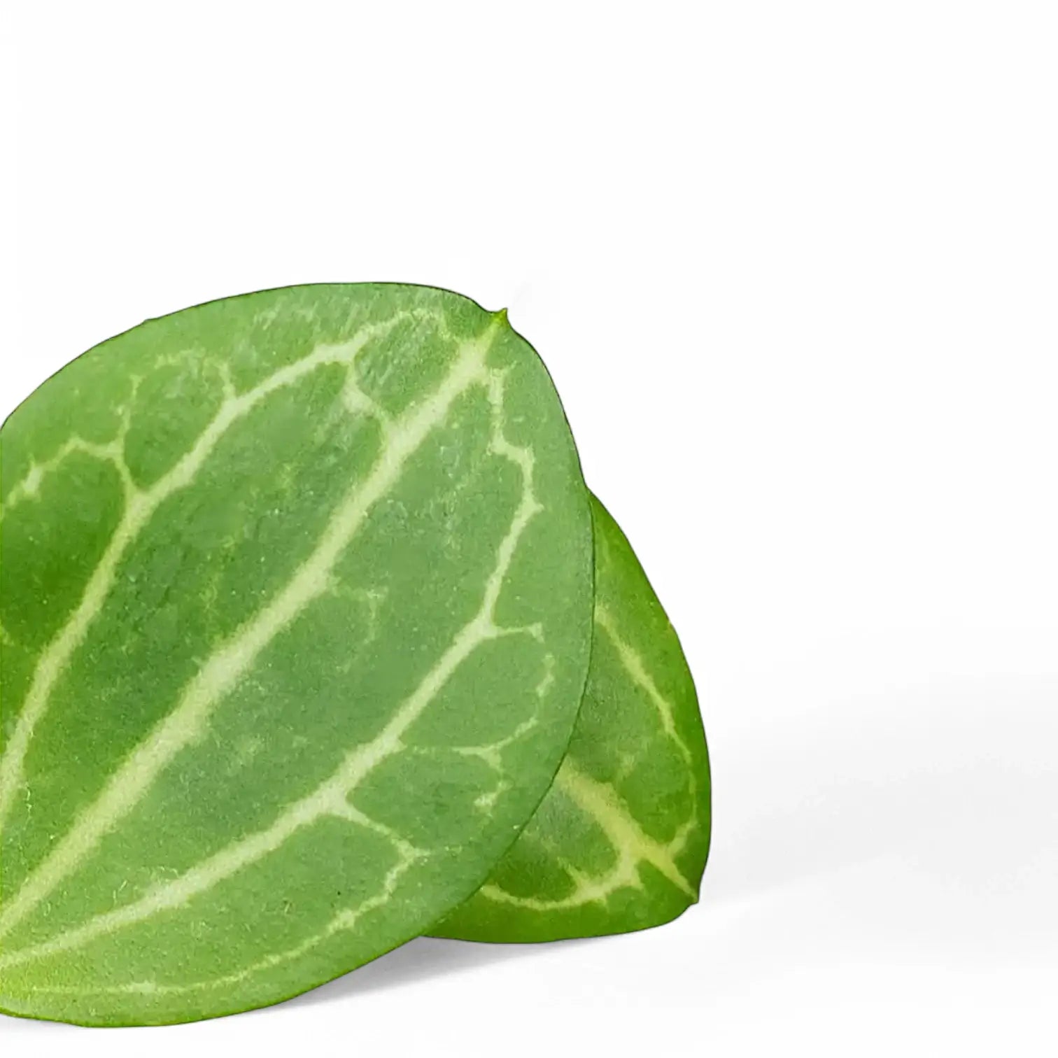 Nahaufnahme eines Blatts von Dischidia ovata 'Melon' vor weißem Hintergrund.