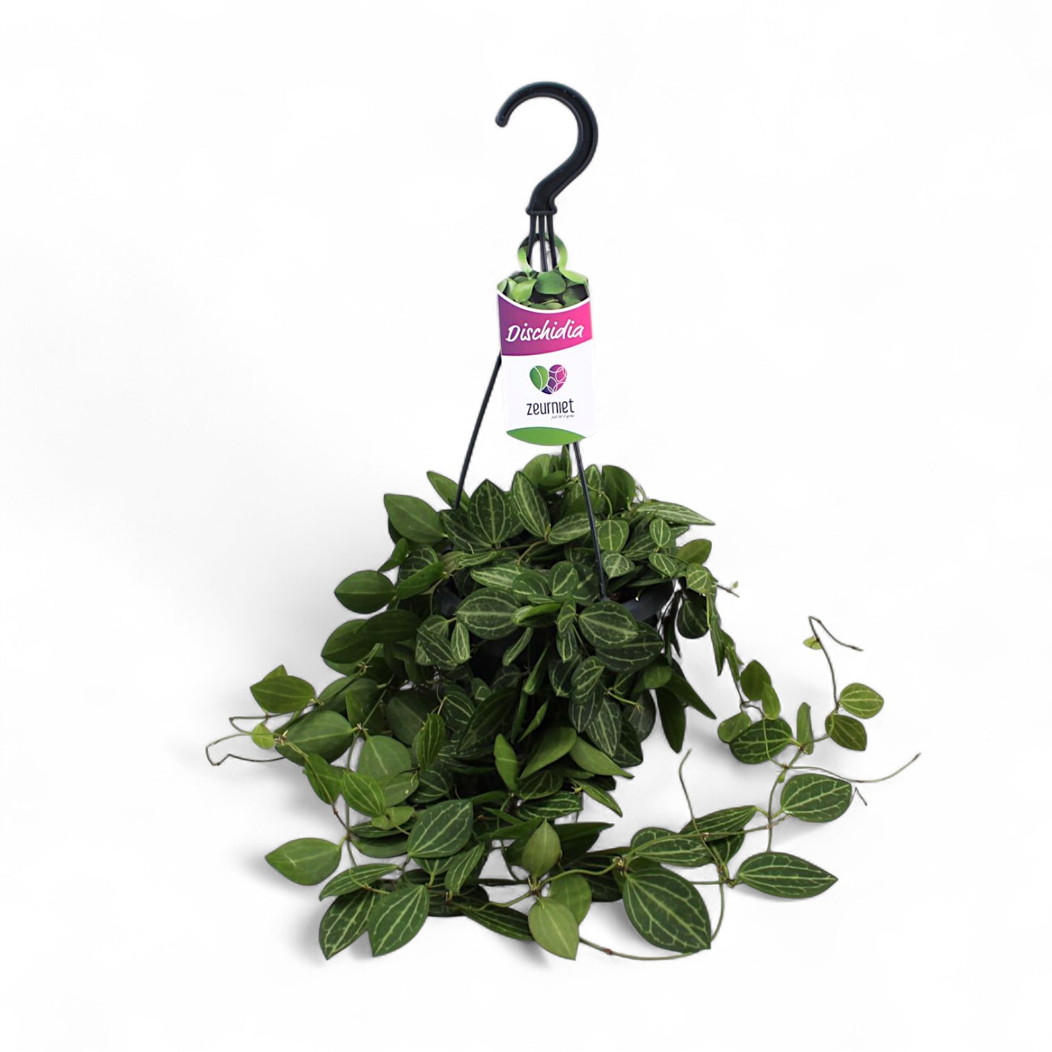 Dischidia ovata 'Melon' potted plant in nursery pot on white background.