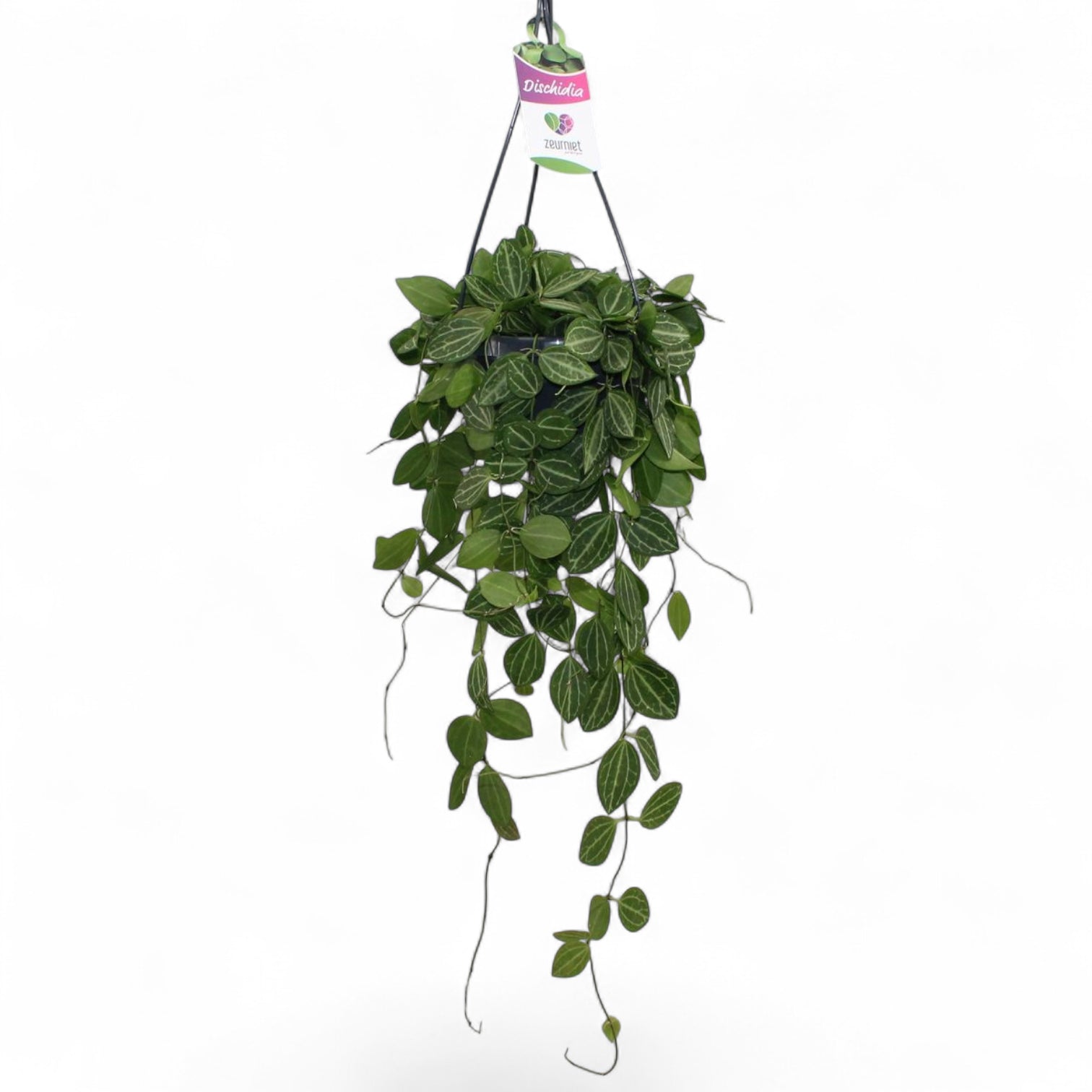 Dischidia ovata 'Melon' potted plant in nursery pot on white background.