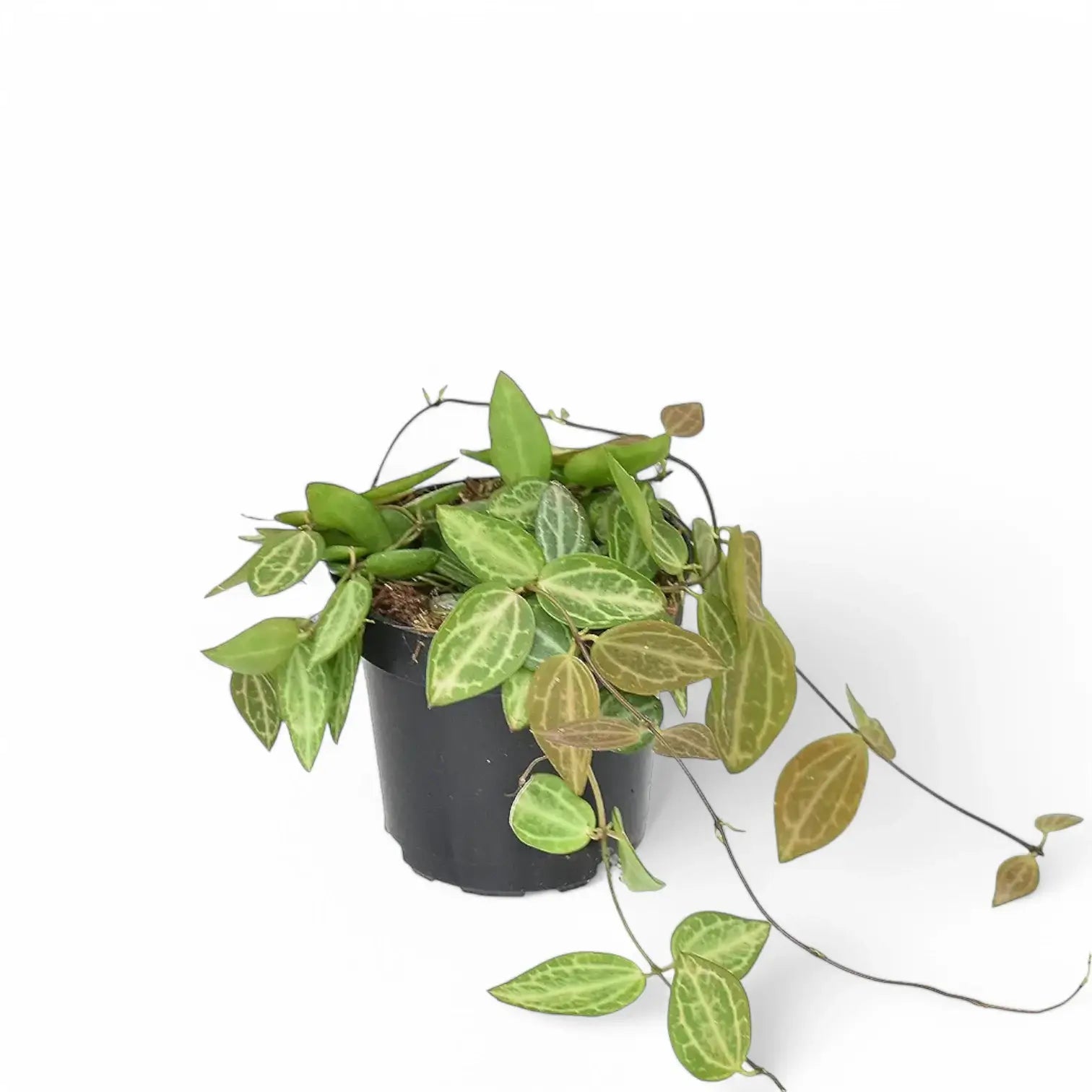 Dischidia ovata 'Melon' potted plant in nursery pot on white background.