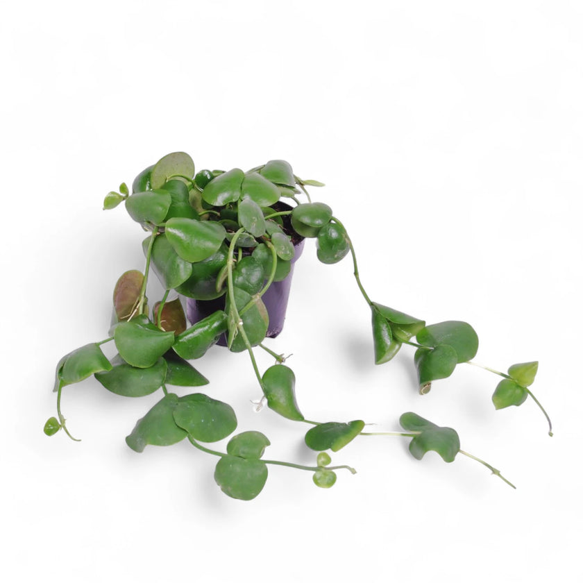 Dischidia platyphylla potted plant in nursery pot on white background.