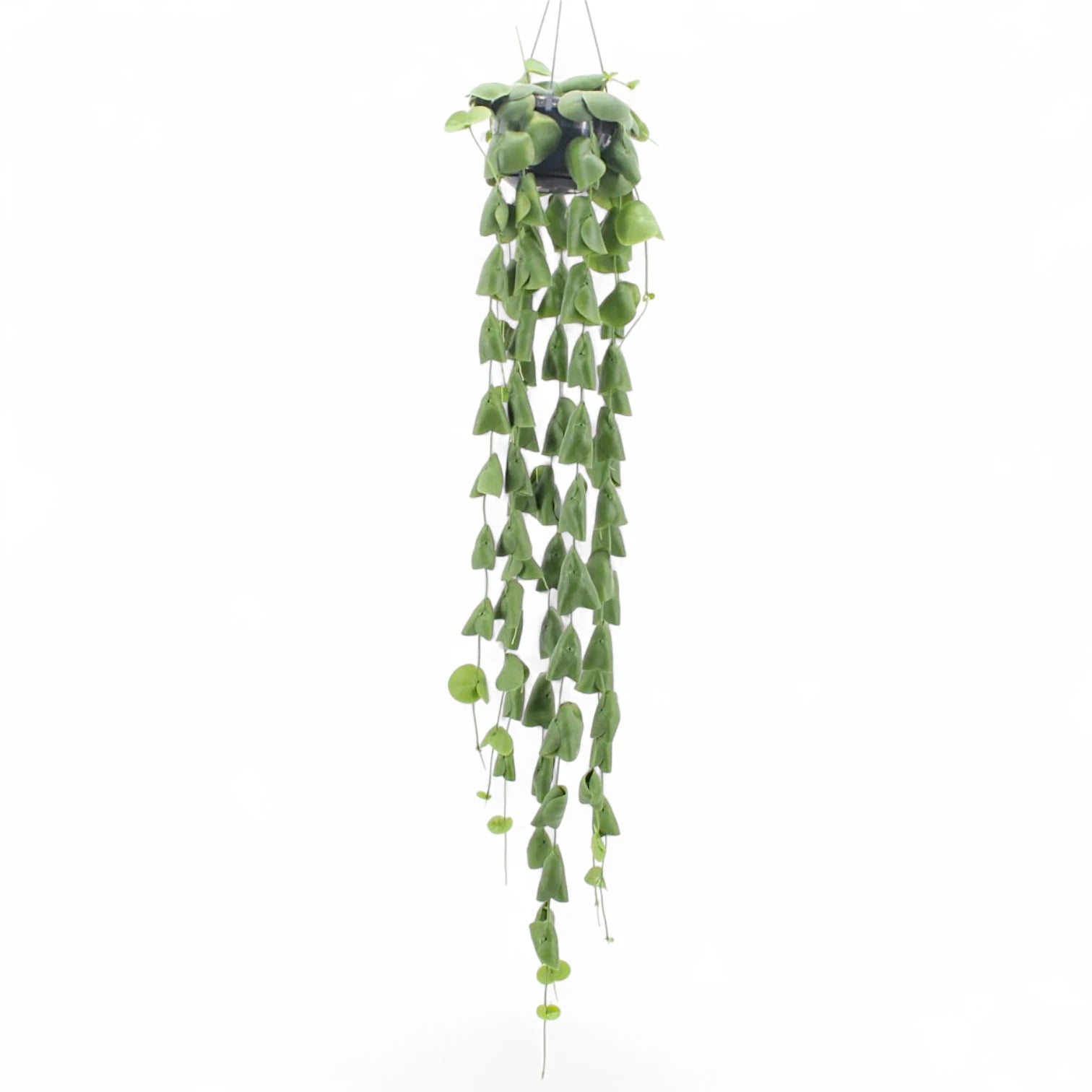Dischidia platyphylla – Topfpflanze im Kulturtopf vor weißem Hintergrund, Produktfoto 3.