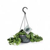 Dischidia platyphylla potted plant in nursery pot on white background.