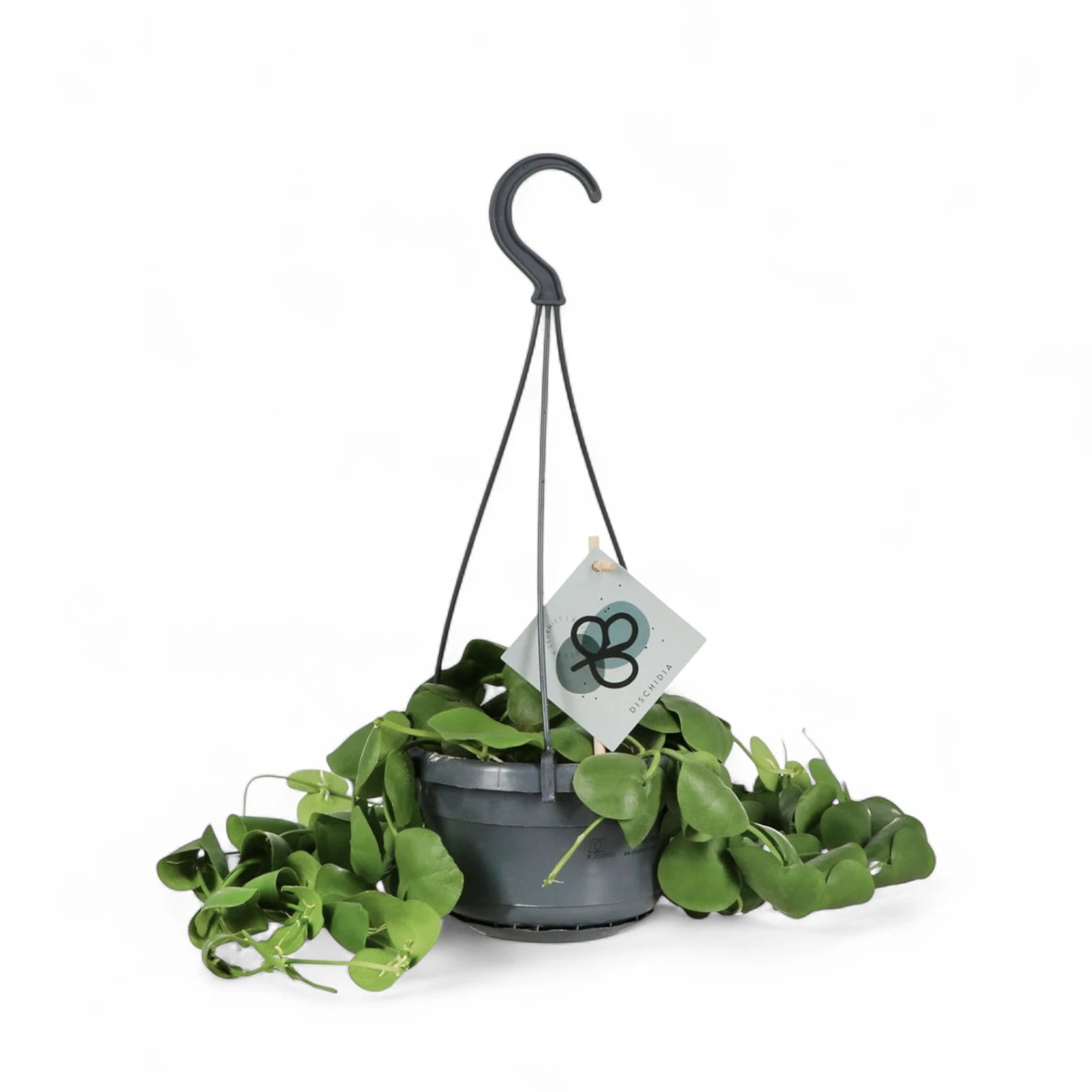 Dischidia platyphylla potted plant in nursery pot on white background.