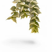 Dischidia ruscifolia variegata – Blattdetail vor weißem Hintergrund..