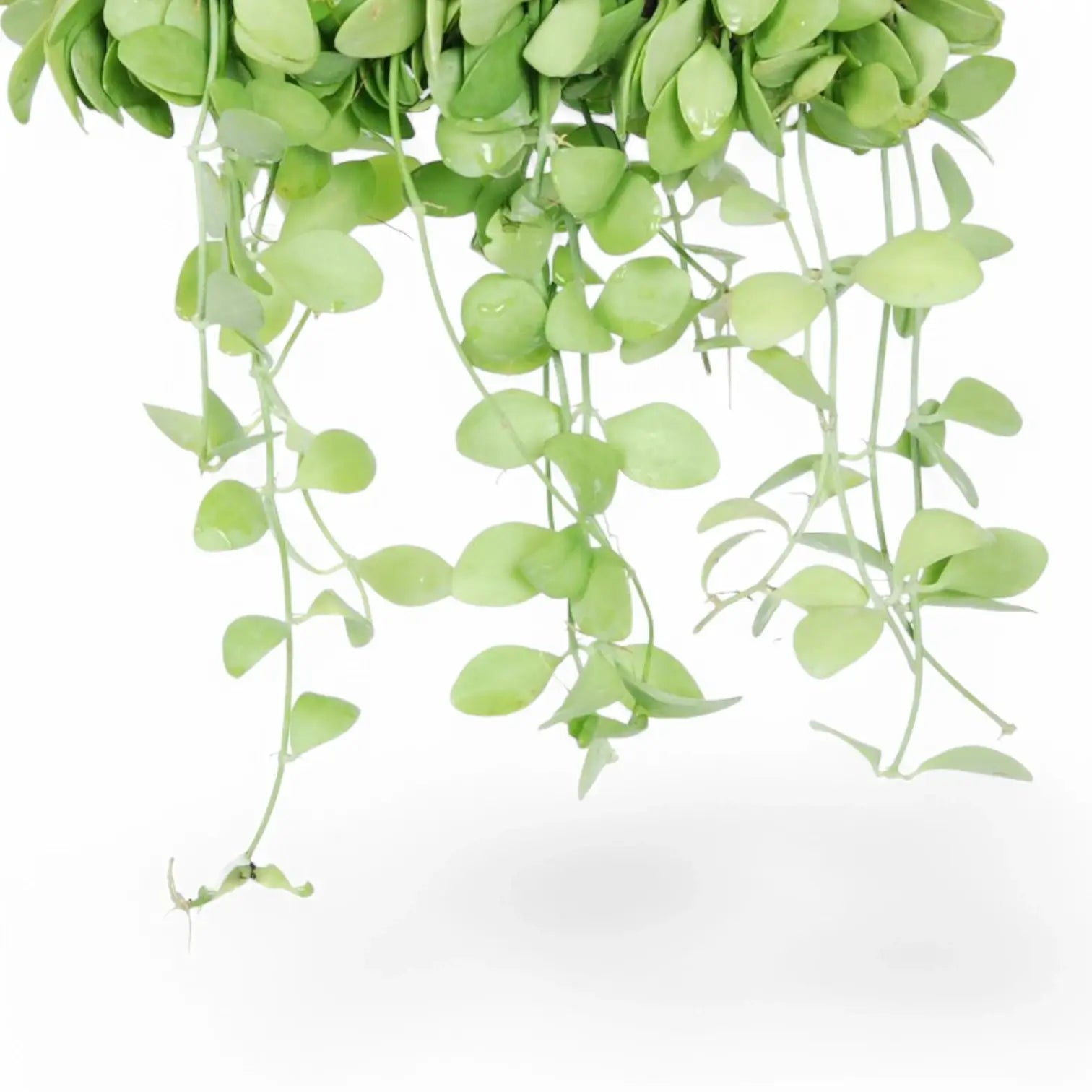 Dischidia sp. Geri D22 aka 'Apple leaf' close-up of leaf on white background.