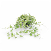 Dischidia sp. Geri D22 aka 'Apple leaf' potted plant in nursery pot on white background.