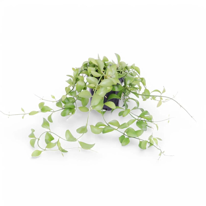 Dischidia sp. Geri D22 aka 'Apple leaf' potted plant in nursery pot on white background.