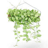 Dischidia sp. Geri D22 aka 'Apple leaf' potted plant in nursery pot on white background.