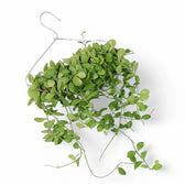 Dischidia sp. Geri D22 aka 'Apple leaf' potted plant in nursery pot on white background.