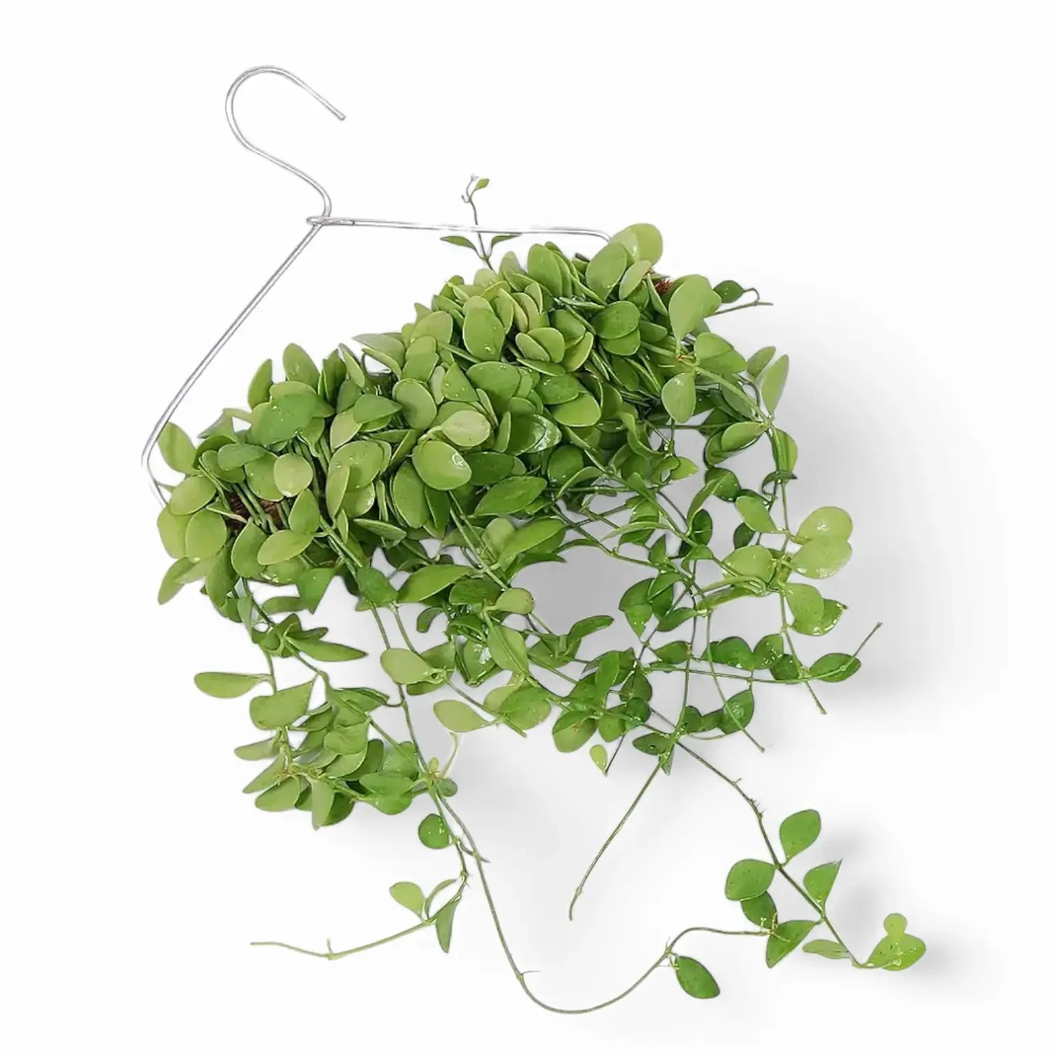 Dischidia sp. Geri D22 aka 'Apple leaf' potted plant in nursery pot on white background.