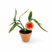 Disocactus (Epiphyllum) ackermannii potted plant in nursery pot on white background.