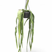 Disocactus (Epiphyllum) ackermannii potted plant in nursery pot on white background.