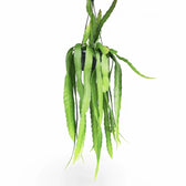 Disocactus (Epiphyllum) ackermannii potted plant in nursery pot on white background.