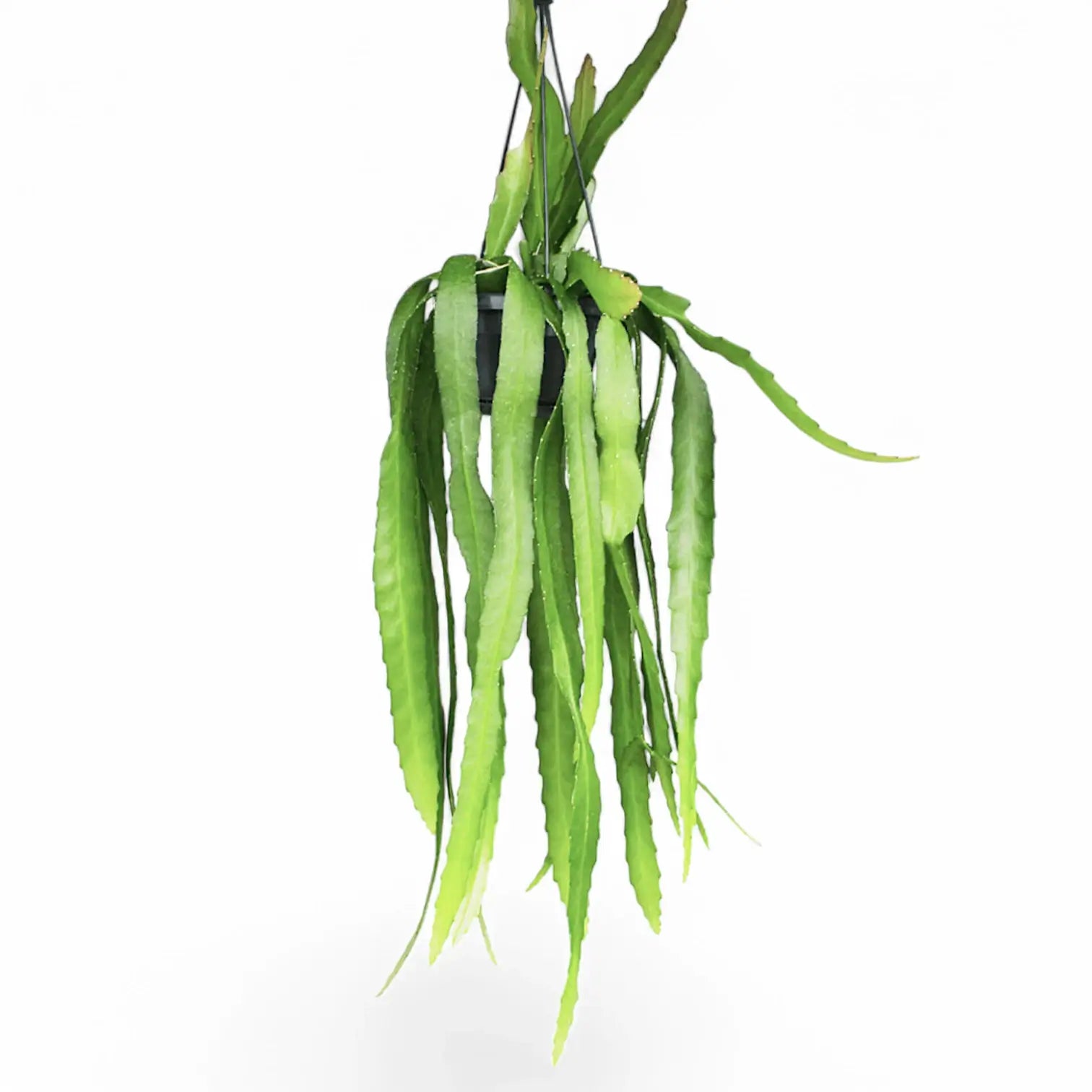 Disocactus (Epiphyllum) ackermannii potted plant in nursery pot on white background.