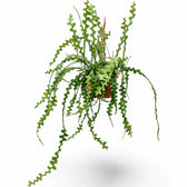 Disocactus ( Epiphyllum ) anguliger – Topfpflanze im Kulturtopf vor weißem Hintergrund, Produktfoto 5.