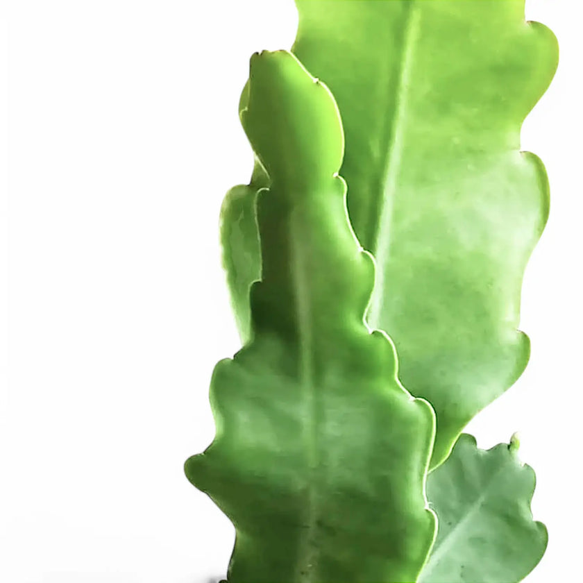 Disocactus (Epiphyllum ) crenatum 'Beavertail' – Blattdetail vor weißem Hintergrund..