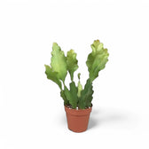 Disocactus (Epiphyllum ) crenatum 'Beavertail' potted plant in nursery pot on white background.