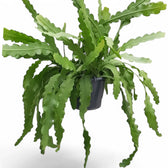 Disocactus (Epiphyllum ) crenatum 'Beavertail' potted plant in nursery pot on white background.
