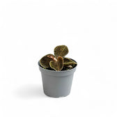 Dossinia marmorata potted plant in nursery pot on white background.