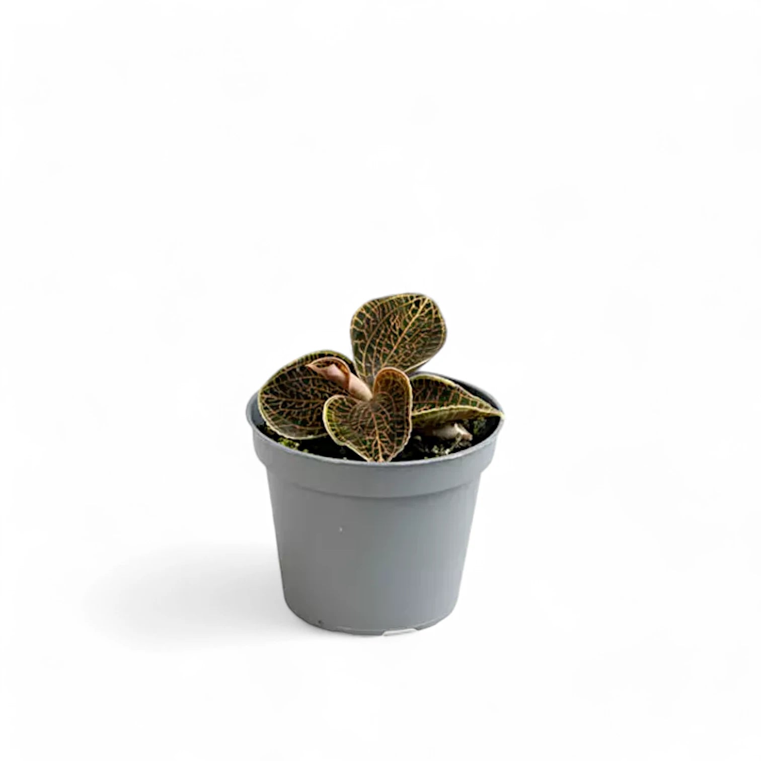 Dossinia marmorata potted plant in nursery pot on white background.