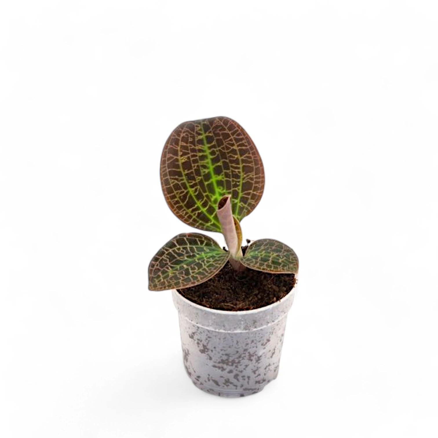 Dossinia marmorata – Jewel Orchid with Gold Veins Dossinia marmorata – Jewel Orchid with Gold Veins