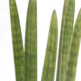 Nahaufnahme von Dracaena angolensis (Sansevieria cylindrica) vor weißem Hintergrund.