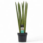 dracaena angolensis scientific name Dracaena angolensis