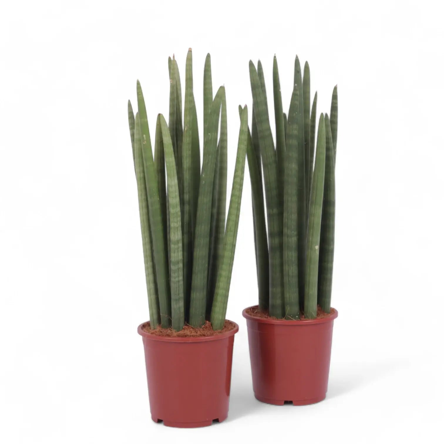 Dracaena angolensis (Sansevieria cylindrica) potted plant in nursery pot on white background.