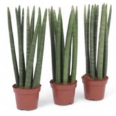 Dracaena angolensis (Sansevieria cylindrica) – Topfpflanze im Kulturtopf vor weißem Hintergrund, Produktfoto 5.