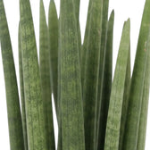 Blätter von Dracaena angolensis mit graugrüner Marmorierung und spitz zulaufenden Enden