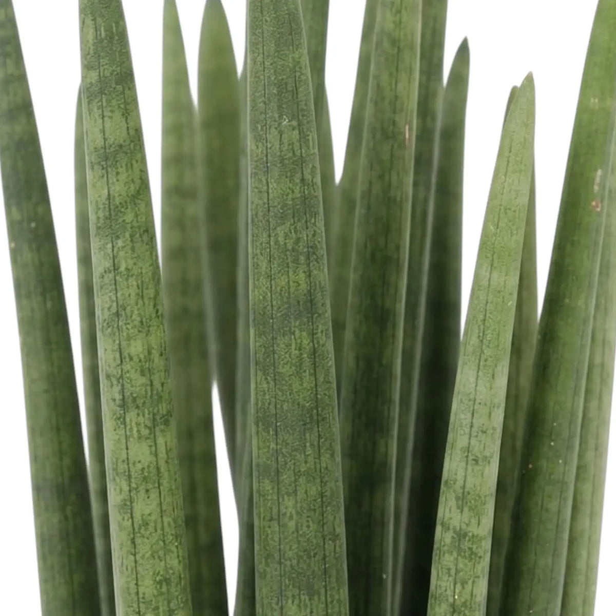Blätter von Dracaena angolensis mit graugrüner Marmorierung und spitz zulaufenden Enden