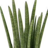 Lange, aufrechte Blätter von Dracaena angolensis mit zarten grünen Querbändern und spitzen Enden
