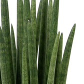 Nahaufnahme der dicken Blätter von Dracaena angolensis mit dunkler, unregelmäßiger Marmorierung