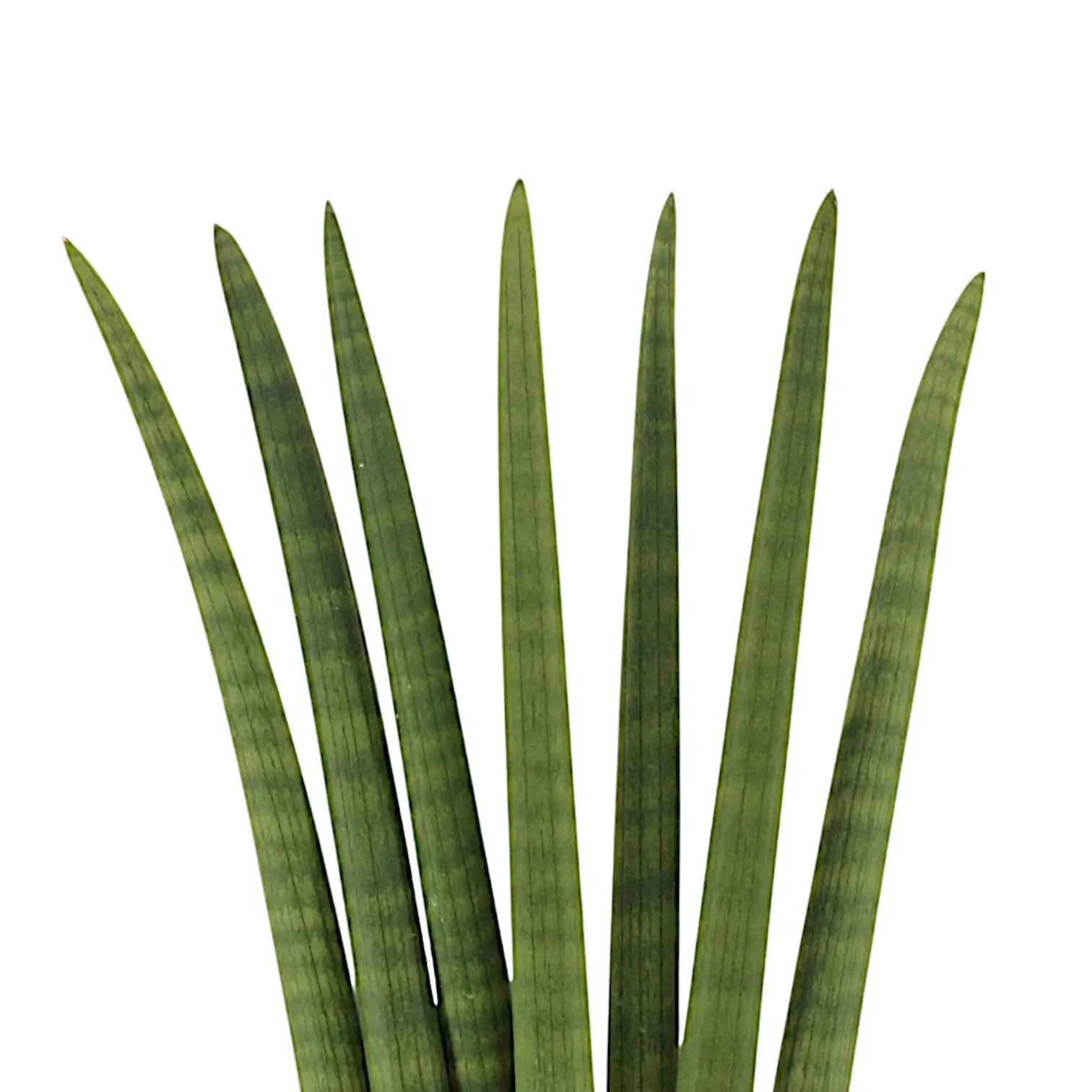 Dracaena angolensis (Sansevieria cylindrica) 'Fan' leaf detail on white background.