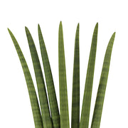 Dracaena angolensis (Sansevieria cylindrica) 'Fan' leaf detail on white background.