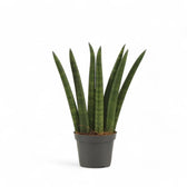 Dracaena angolensis (Sansevieria cylindrica) 'Fan' potted plant in nursery pot on white background.