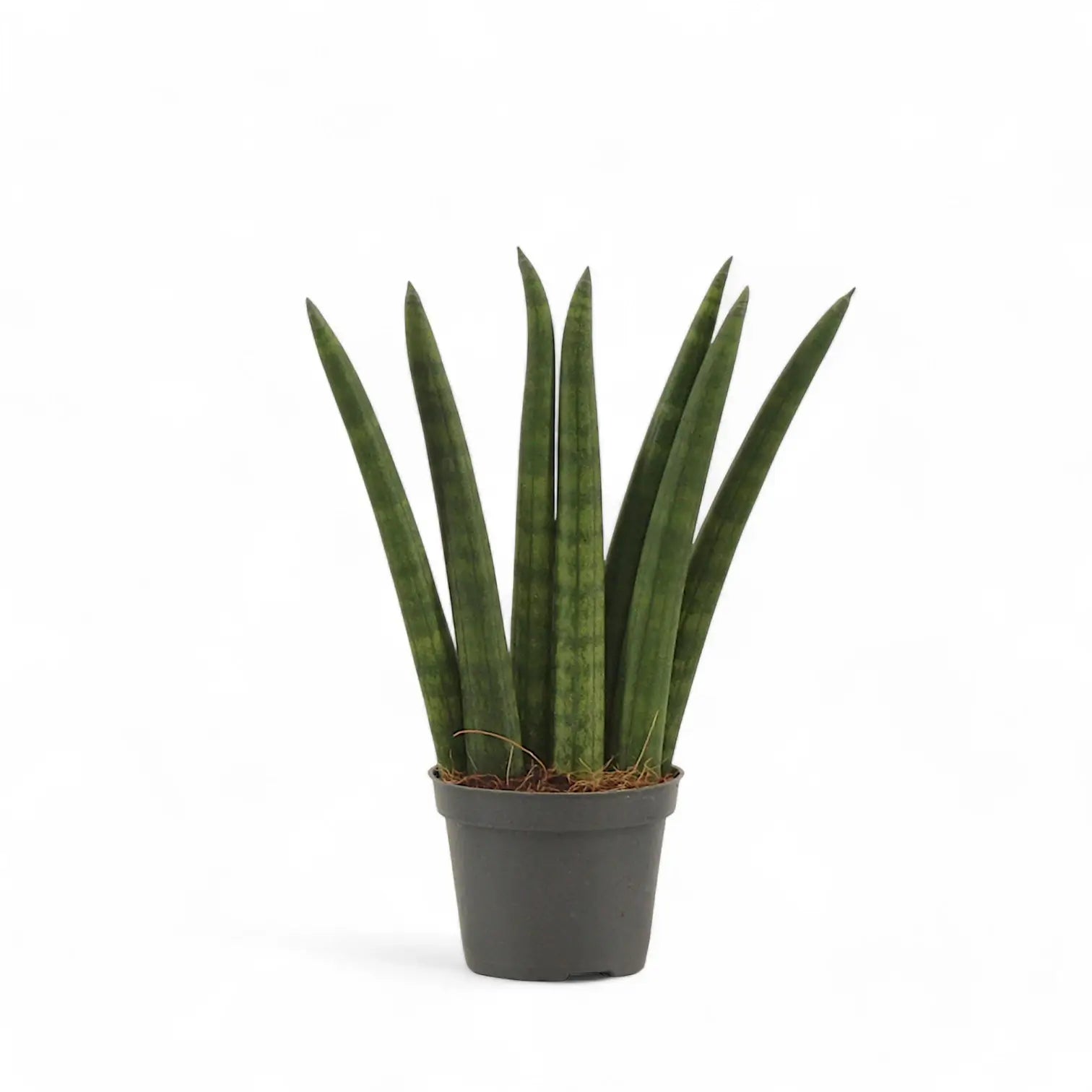 Dracaena angolensis (Sansevieria cylindrica) 'Fan' potted plant in nursery pot on white background.