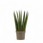 sansevieria cylindrica fan Dracaena angolensis Fan