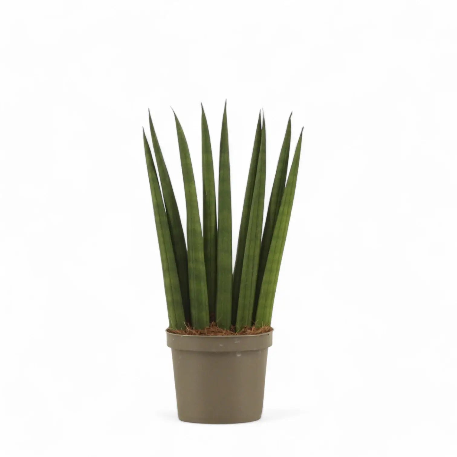Dracaena angolensis (Sansevieria cylindrica) 'Fan' potted plant in nursery pot on white background.