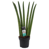 Dracaena angolensis (Sansevieria cylindrica) 'Fan' potted plant in nursery pot on white background.
