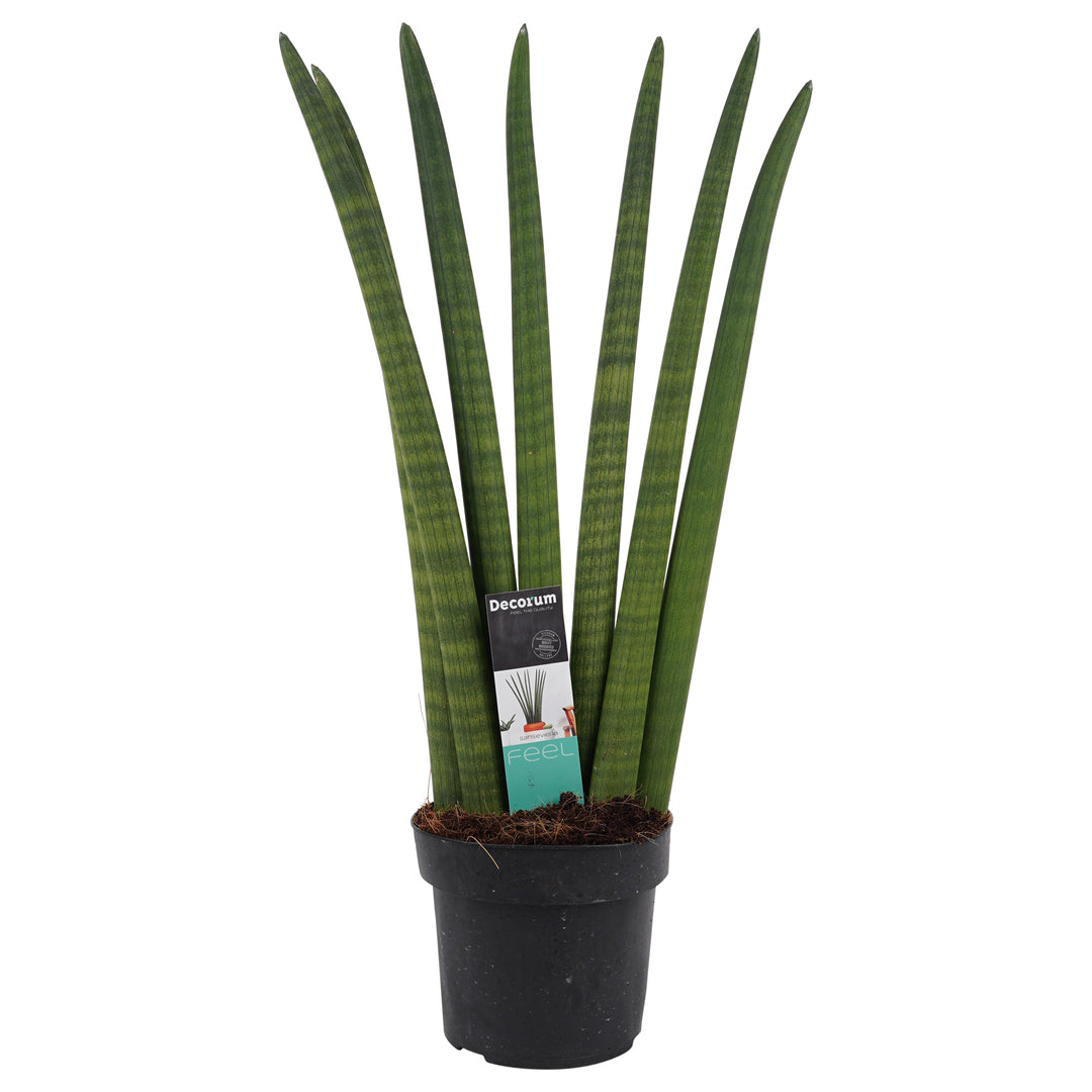 Dracaena angolensis (Sansevieria cylindrica) 'Fan' potted plant in nursery pot on white background.